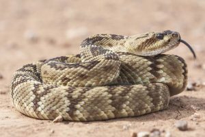 A Lesson From the Sinnemahoning Rattlesnake Hunt