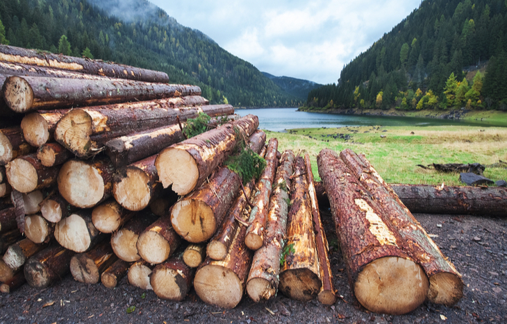 Top 2 Lumber Stocks to Invest in the Timber Industry