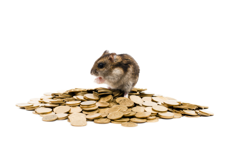 HAM Crypto: How to Buy Hamster Crypto and Why You Shouldn’t