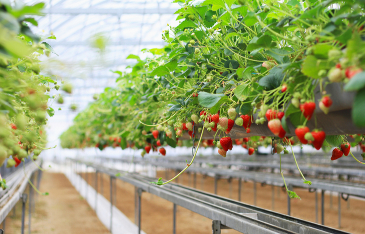 AppHarvest Stock News: Q3 Earnings, Ramping Production and Hiring an Amazon Vet