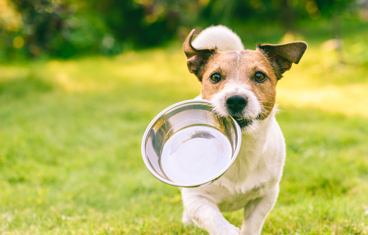 Pet Food Stocks to Buy Now