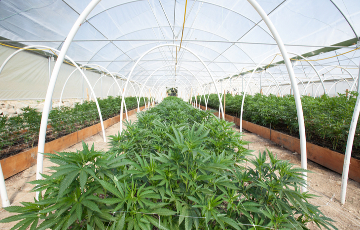 Sundial Growers Stock Forecast 2022