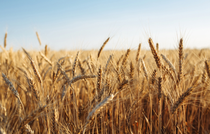 6 Best Wheat Stocks to Buy Now